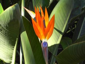 天堂鳥 花|天堂鳥盆栽怎麽照顧？天堂鳥風水、照顧、換盆&焦邊。